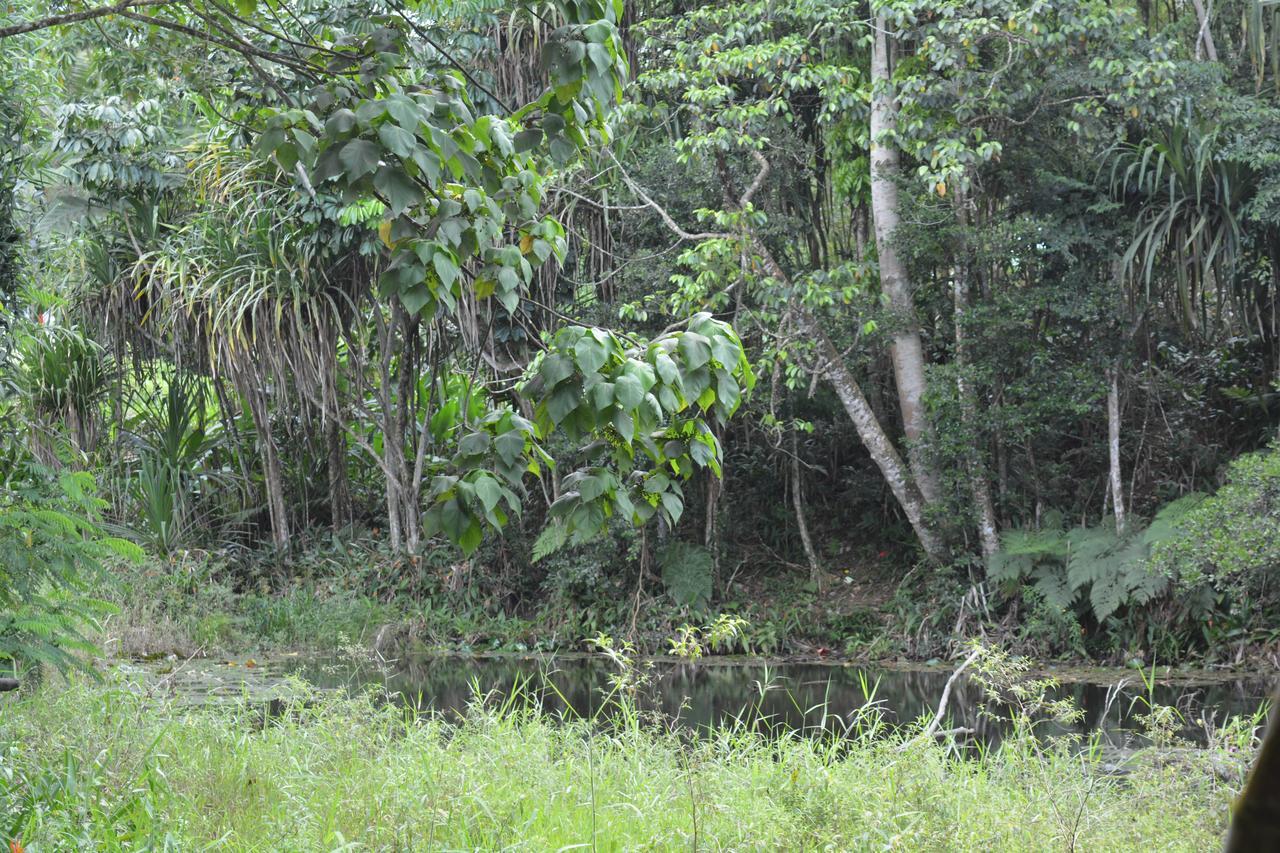 Rainforest Eco Lodge Suva Kültér fotó