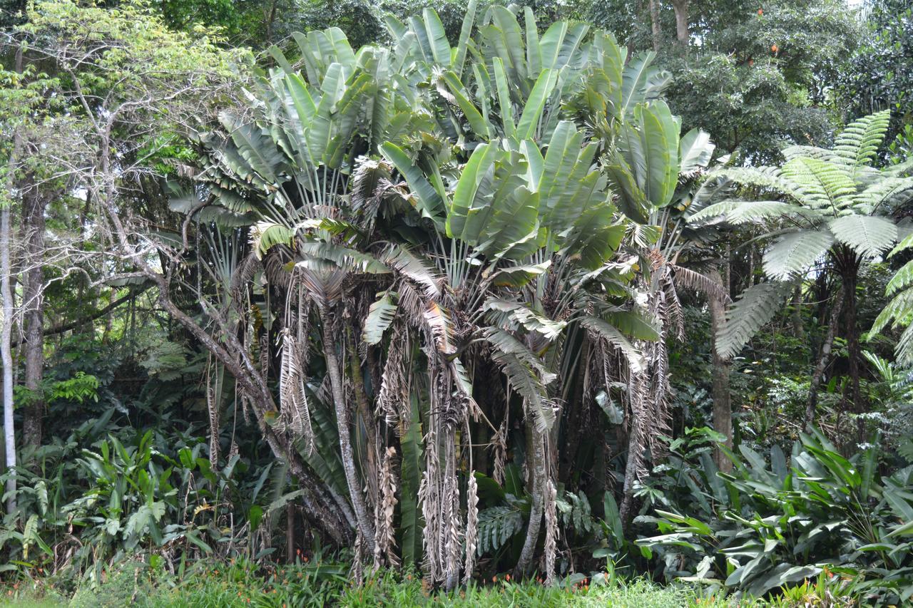 Rainforest Eco Lodge Suva Kültér fotó