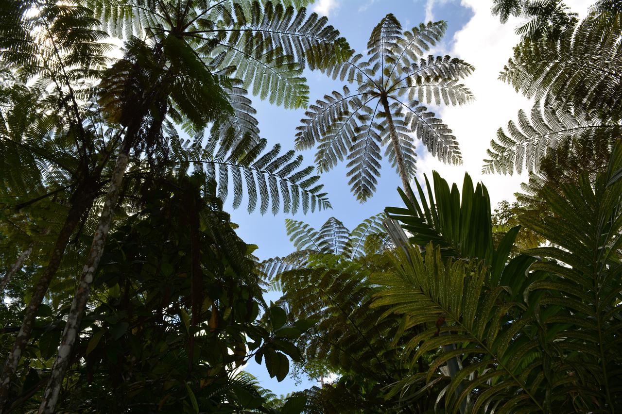 Rainforest Eco Lodge Suva Kültér fotó