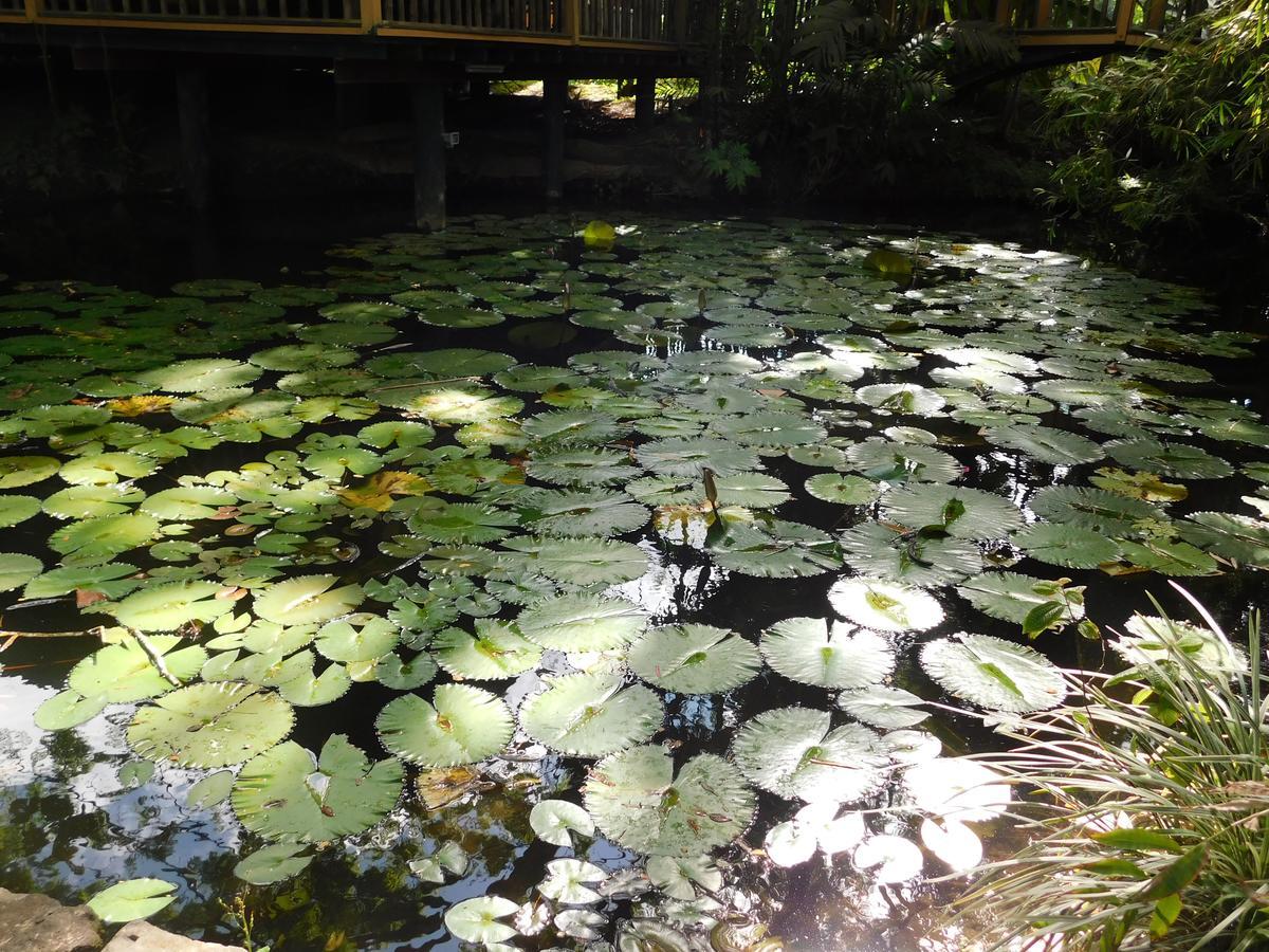 Rainforest Eco Lodge Suva Kültér fotó