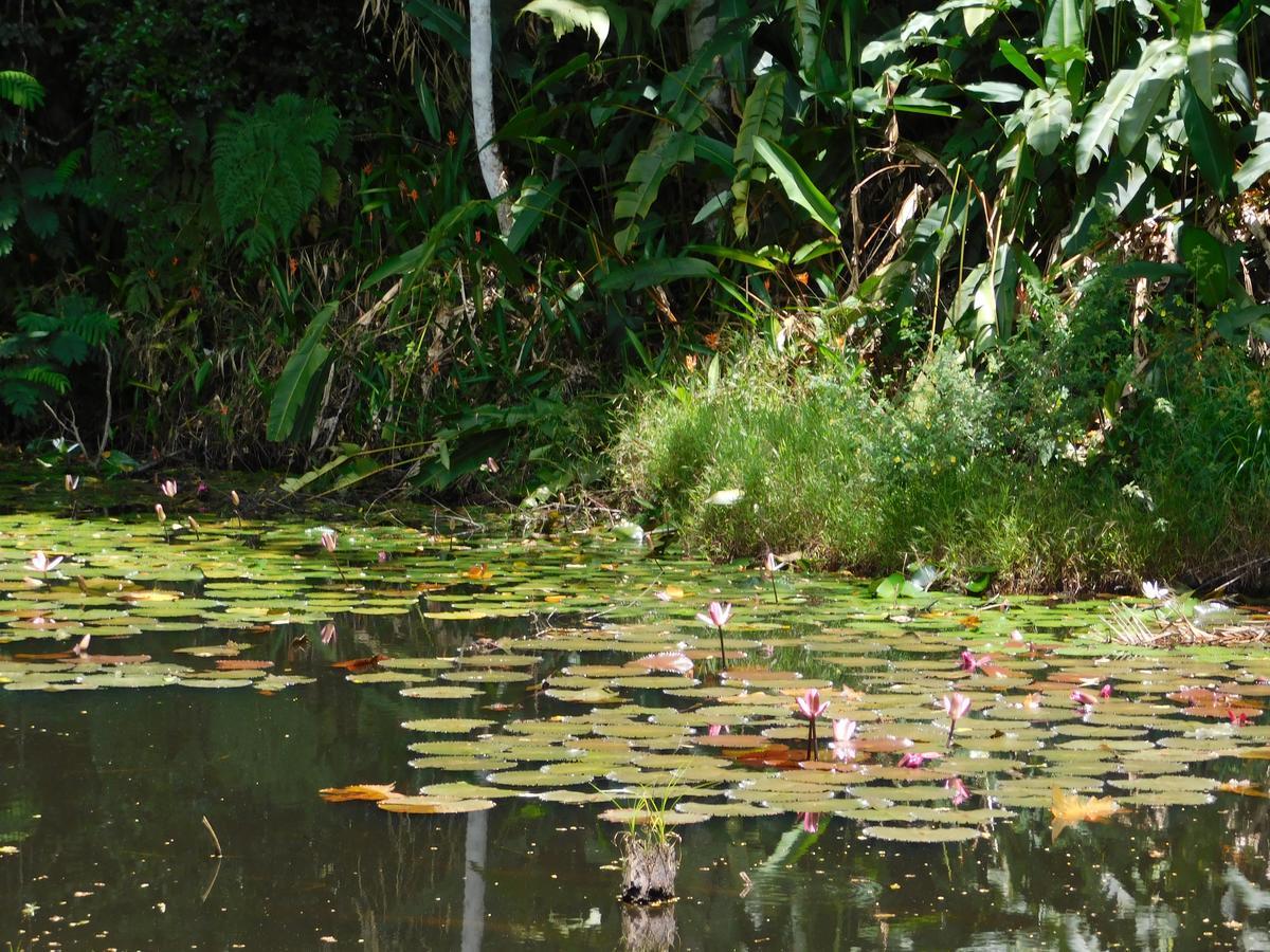 Rainforest Eco Lodge Suva Kültér fotó