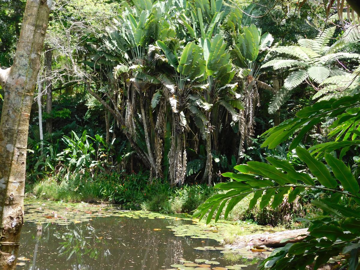 Rainforest Eco Lodge Suva Kültér fotó