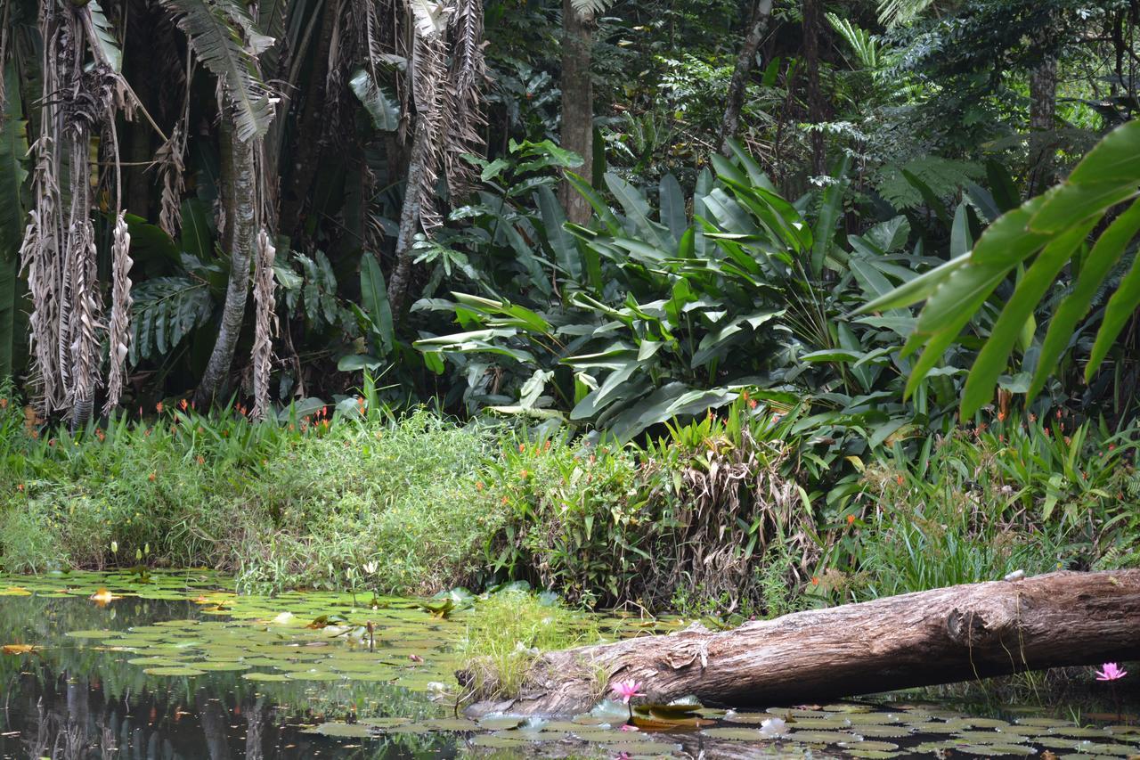 Rainforest Eco Lodge Suva Kültér fotó