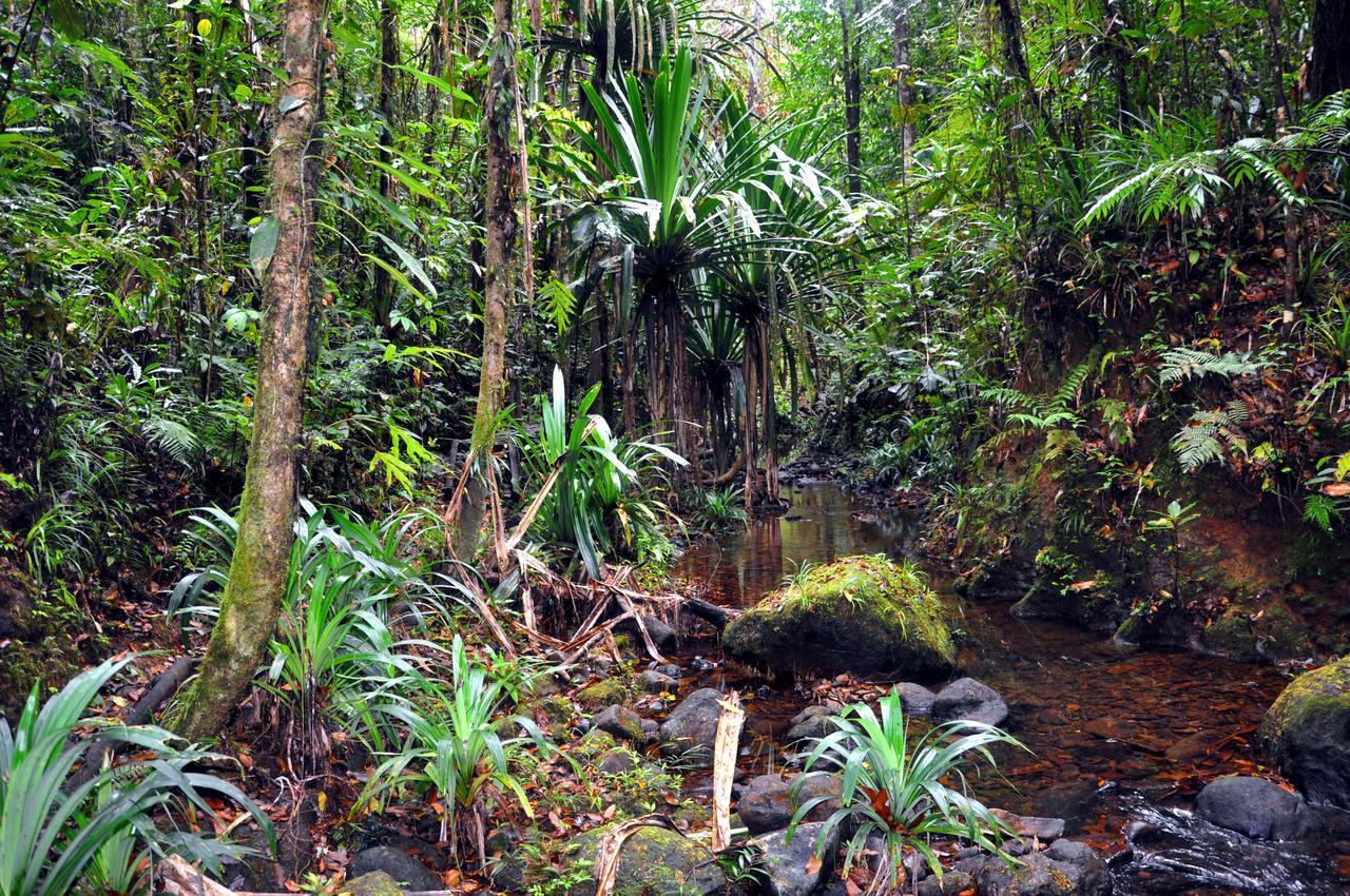 Rainforest Eco Lodge Suva Kültér fotó